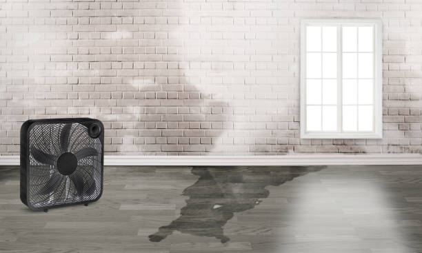 Best Local water damage restoration  in Unionville, MO